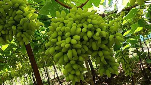 Fresh Green Grapes